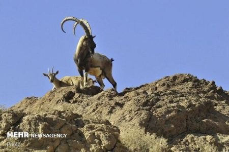 بررسی ابعاد مختلف انتقال کل و بزهای تپال/ تکرار مجدد آزمون و
خطا