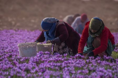 چرا طلای سرخ ایران قاچاق می‌شود؟ / منافع صادرات
غیررسمی