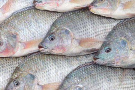سرنوشت پرورش تیلاپیا به کجا رسید؟