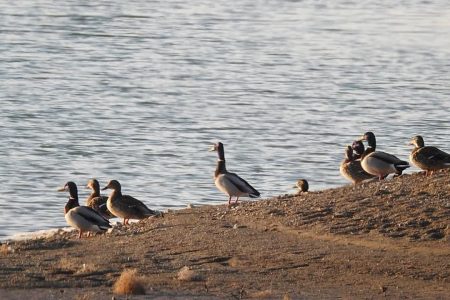 میزبانی سدهای گلپایگان از پرندگان مهاجر؛ شرایط زیستگاه‌ها در
مهاجرت تاثیر دارد